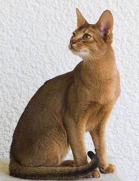 阿比西尼亚猫